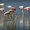 Pajaros del Delta de Ebro