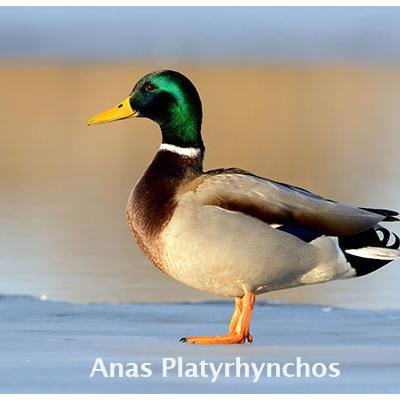 Anas Platyrhynchos