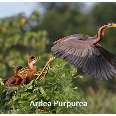Ardea Purpurea