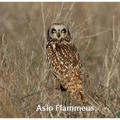 Asio Flammeus