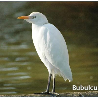 Bubulcus Ibis