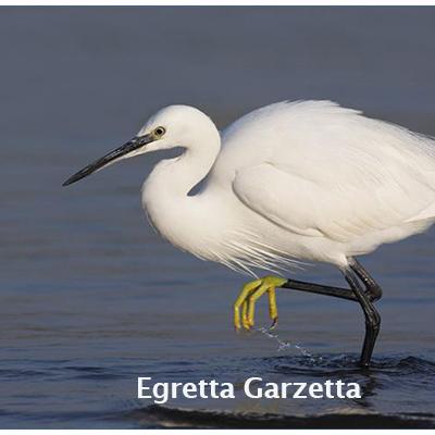 Egretta Garzetta