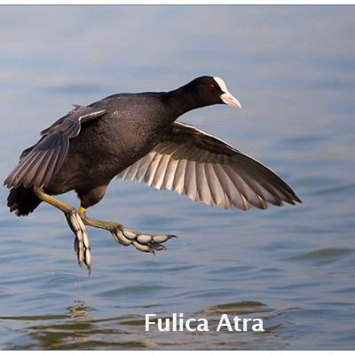 Fulica Atra