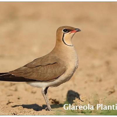 Glareola Pratincola