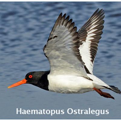 Haematopus Ostralegus