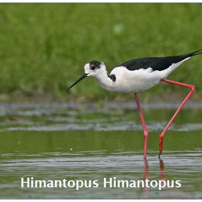 Himantopus Himantopus