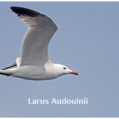 Larus Audouinii