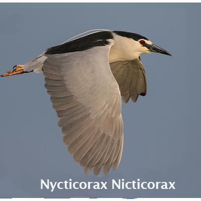 Nycticorax Nycticorax