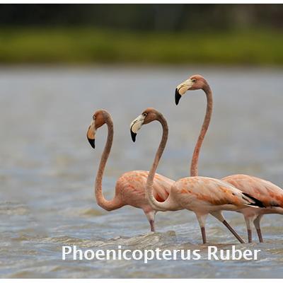 Phoenicopterus Ruber