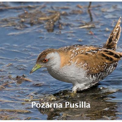 Porzana Pusilla