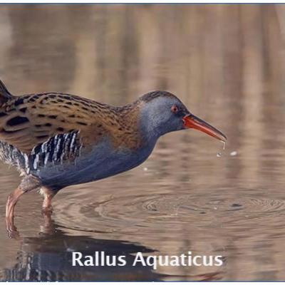 Rallus Aquaticus