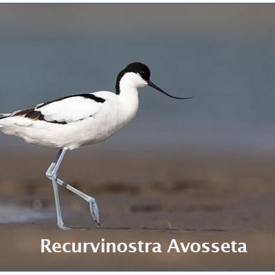 Recurvirostra Avosseta